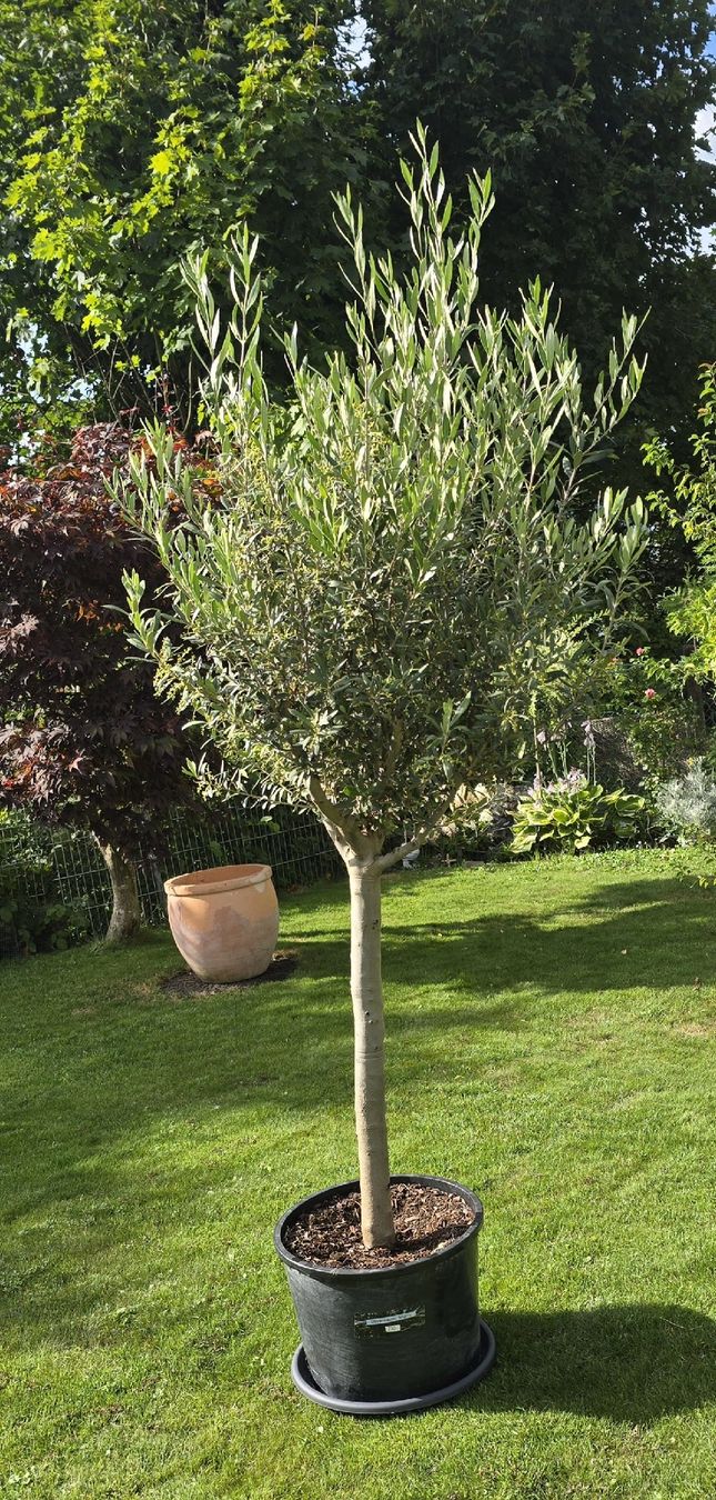 Top Olivenbaum, winterhart, fr Garten oder Balkon. (Gebraucht) in Aarburg  fr CHF 230  nur Abholung auf Ricardo kaufen