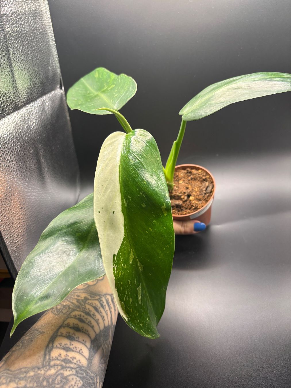 Piante & sementi: Philodendron José Buono (1-2) – Nuovo e nell'imballaggio originale da Basel venduto da Pink_White