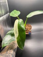 Philodendron José Buono (1-2)