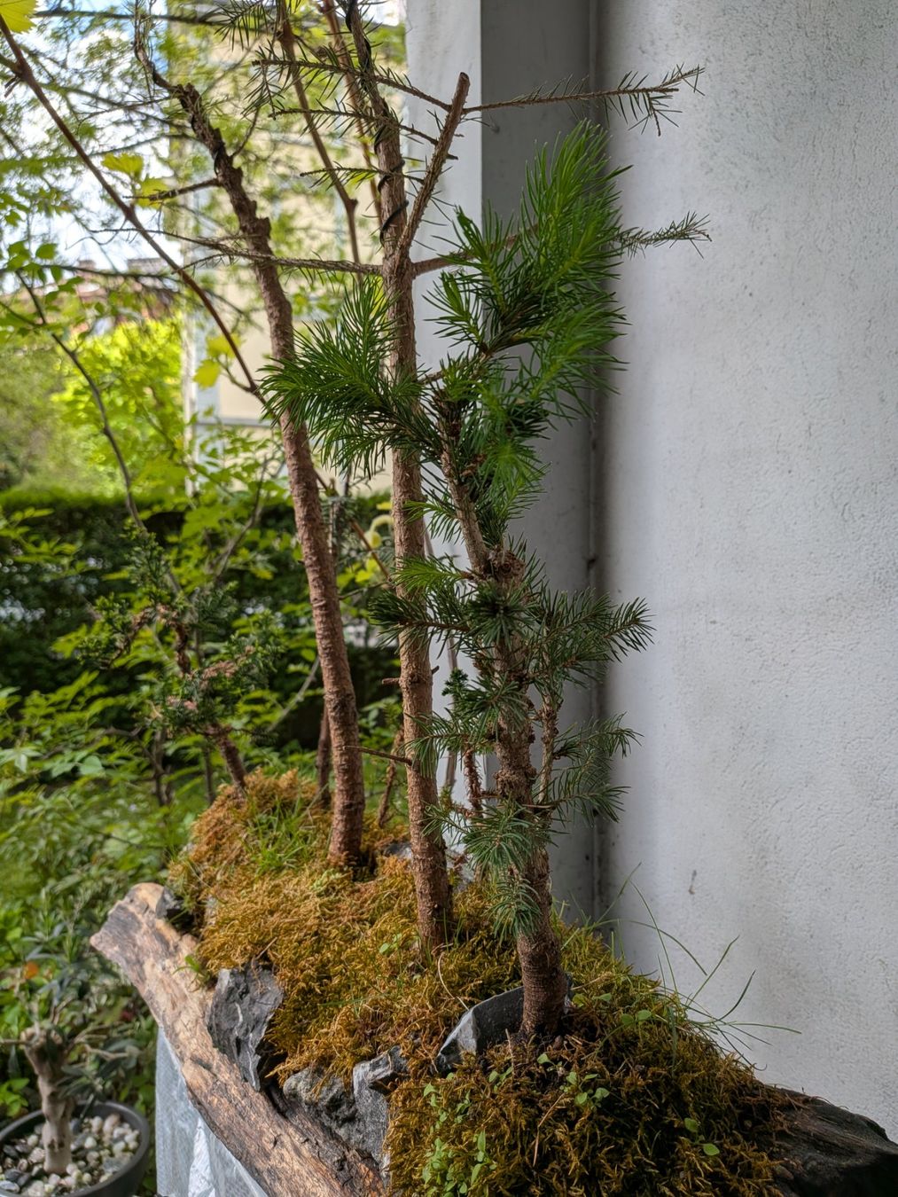 Piante & sementi: Bonsai-Wald – Usato da Bern venduto da Hydrom 4