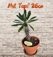 Madagaskarpalme (Pachypodium lamerei) im Tontopf