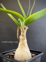 Ornithogalum Caudatum / Meerzwiebel / Heilzwiebel