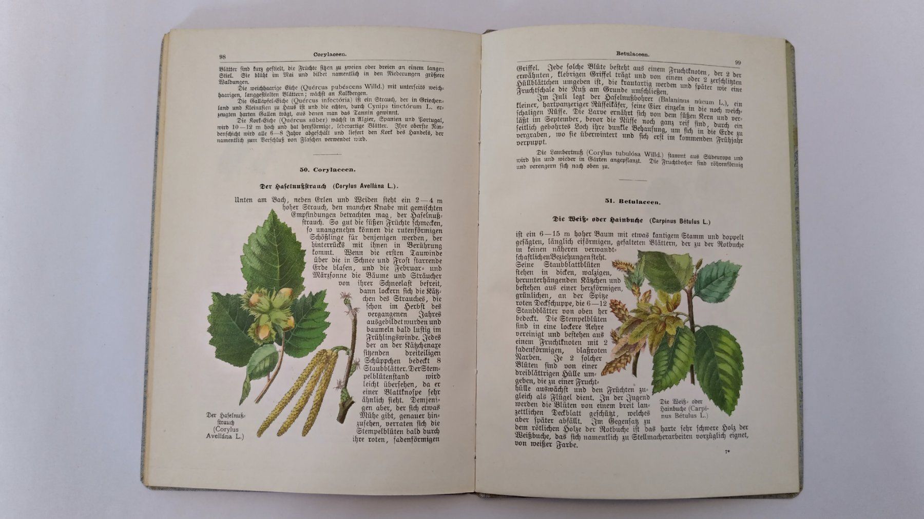 Libri: Pflanzenbuch 1900 / Ein Lehrbuch der Botanik 2. Band – Usato da Bellach venduto da JingleJerry 5
