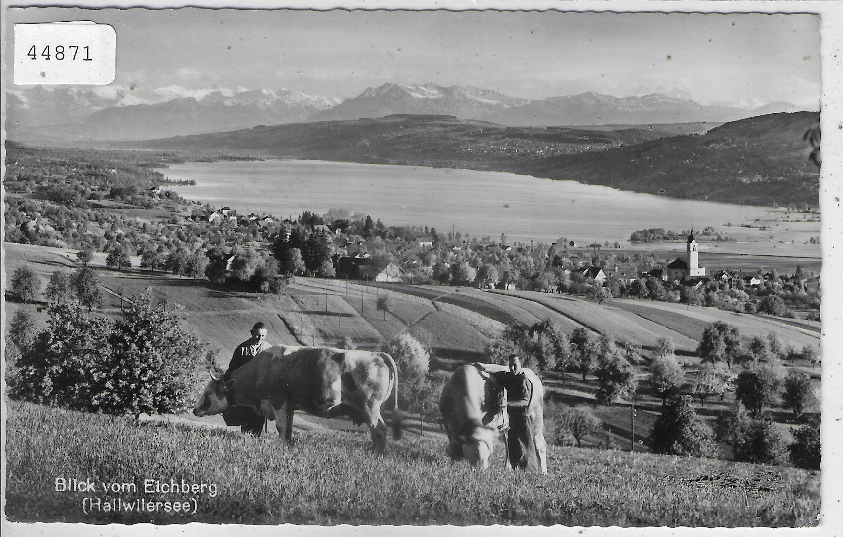 Ansichtskarten: Blick vom Eichberg auf Hallwilersee - Kühe – Gebraucht aus Ettingen von Kartenplanet