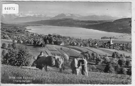 Blick vom Eichberg auf Hallwilersee - Kühe