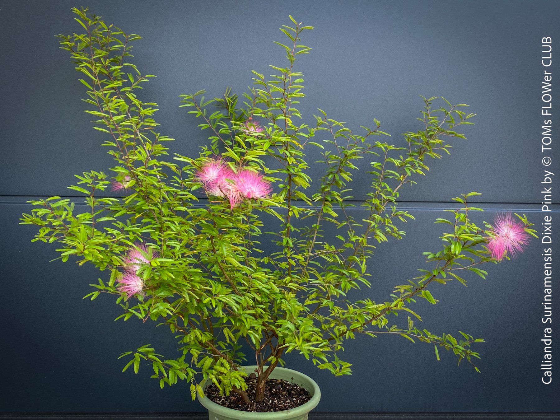 Piante & sementi: Calliandra Surinamensis Dixie Pink - sehr stark duftend – Nuovo e nell'imballaggio originale da Adliswil venduto da astom369 3