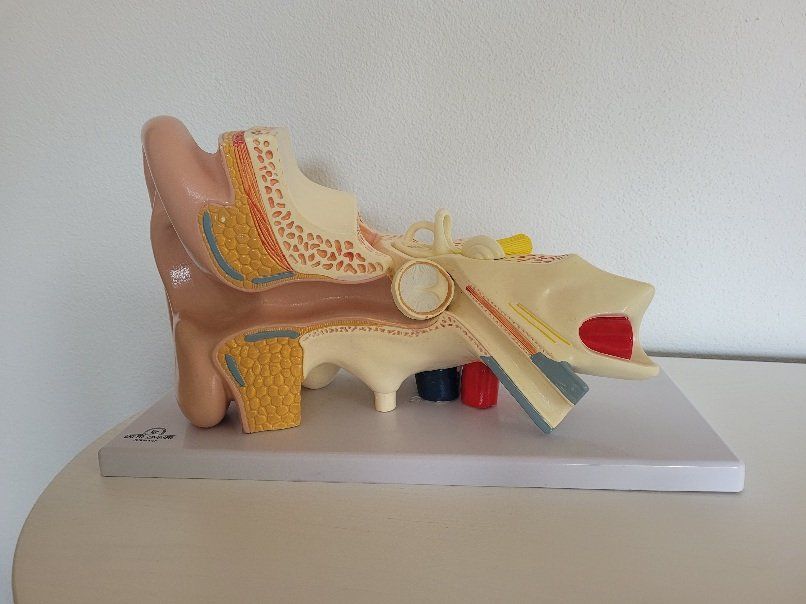 Attrezzature mediche: medizinisches Ohrmodell – Usato da Elgg venduto da RmBiker