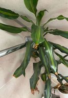 Tausche Ableger von Zimmerpflanze
