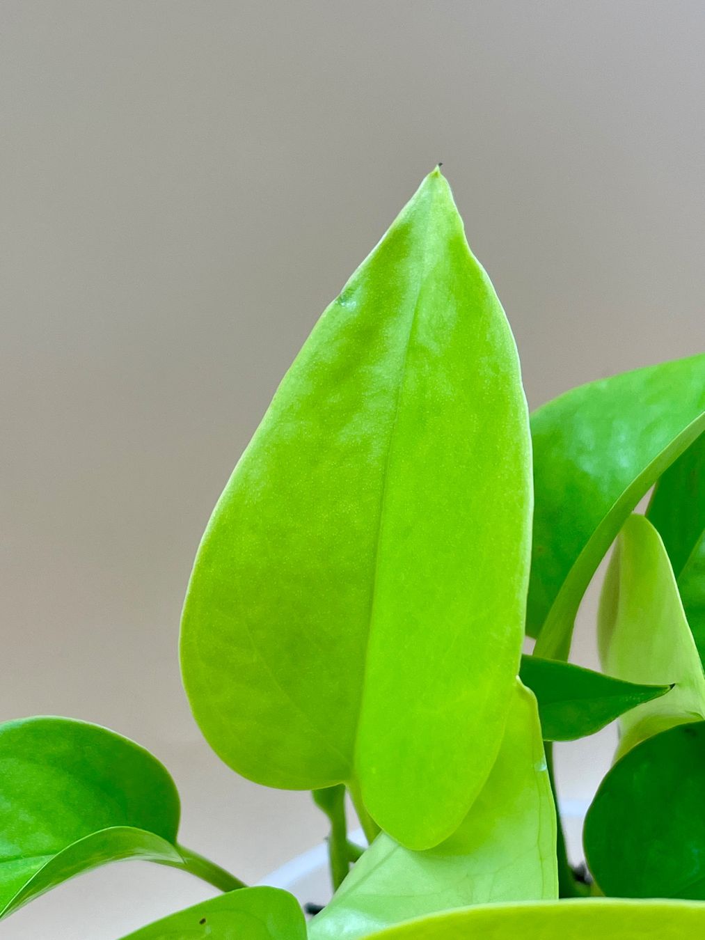 Piante & sementi: Epipremnum aureum Neon – Nuovo (secondo la descrizione) da Zürich venduto da Leafscape 1