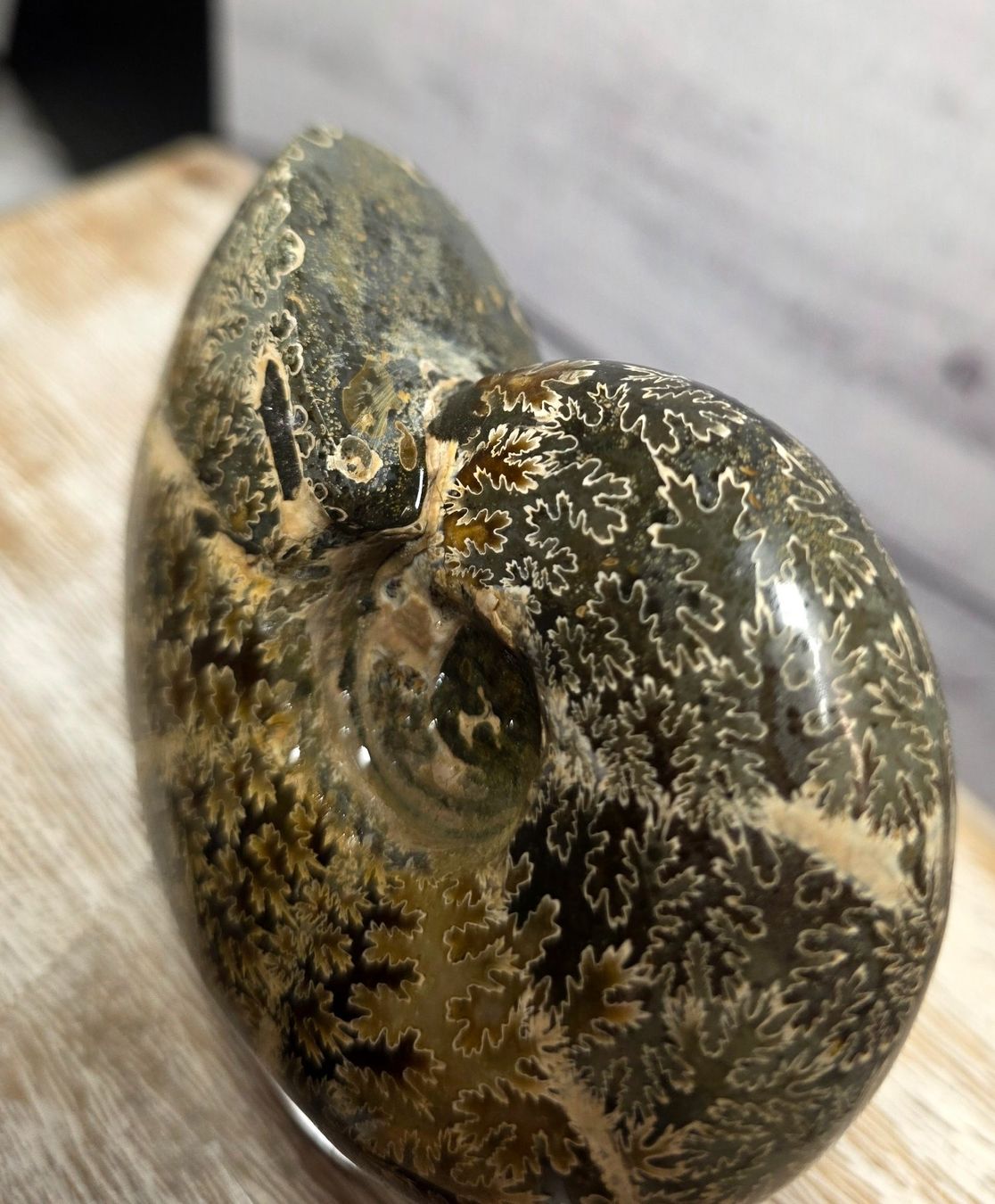 Fossili: Ammonit auf Acrylstand A1 412g – Nuovo e nell'imballaggio originale da Matzingen venduto da Shay_Crystalz 2