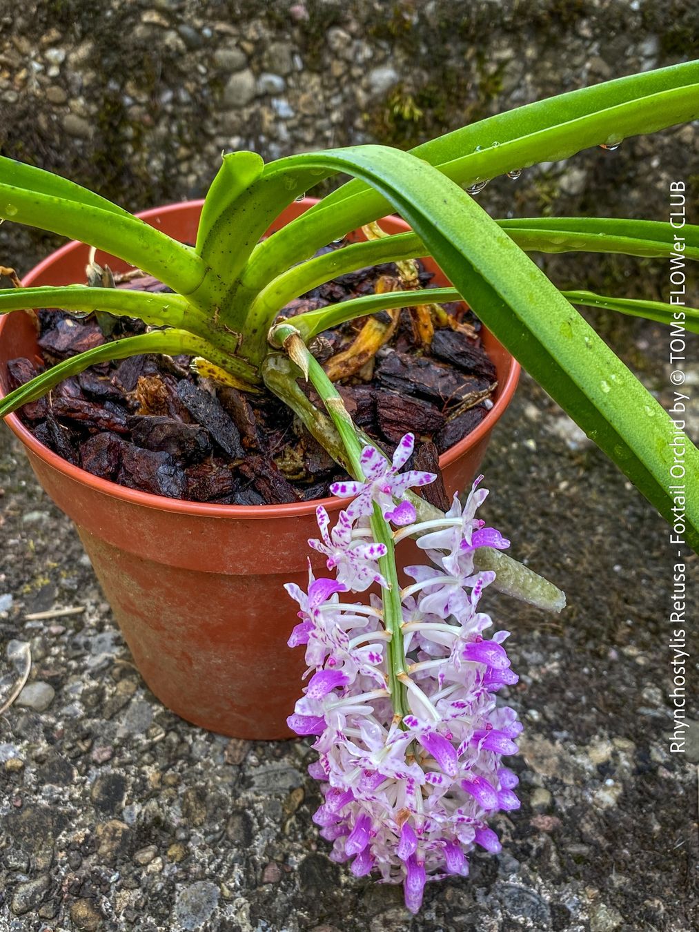Pflanzen & Samen: Rhynchostylis Retusa - duftende "Fuchsschwanz" Orchidee – Neu und originalverpackt aus Adliswil von astom369 3