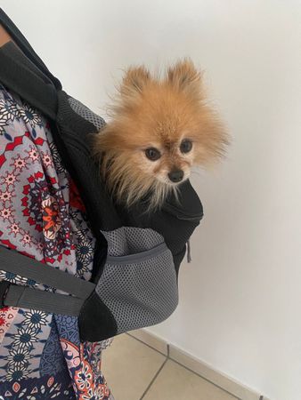 Sac à dos de transport pour chien