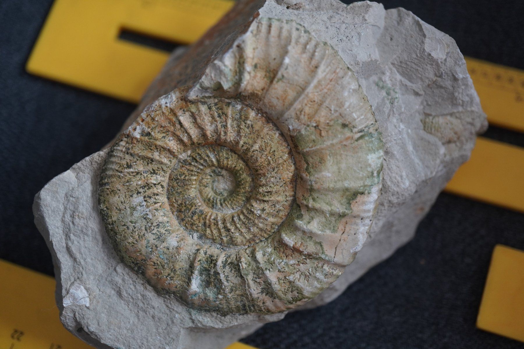 Fossili: Orthosphinctes polygyratus  Ammonit – Nuovo e nell'imballaggio originale da Eschenbach SG venduto da craniums 2