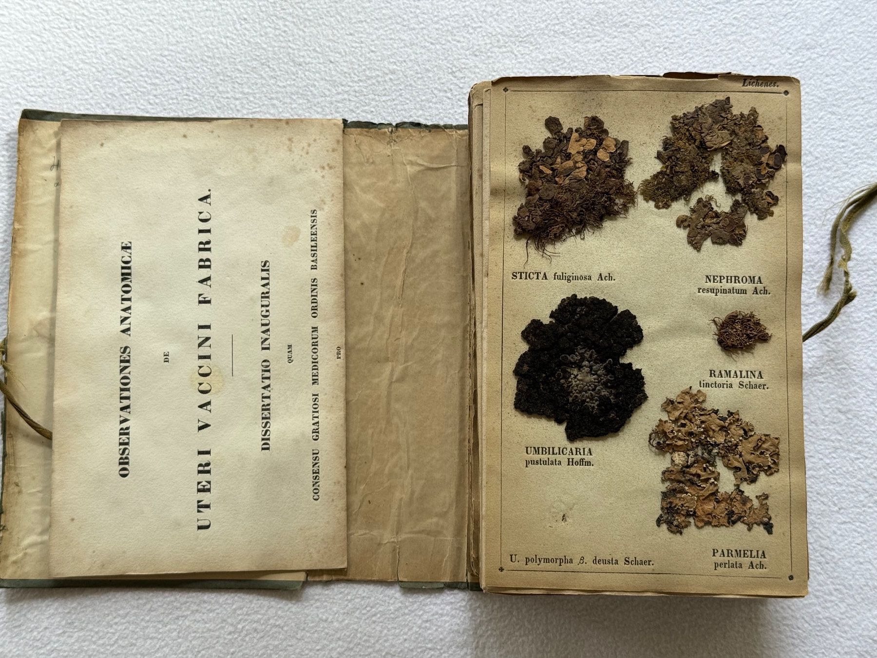 Libri: Antikes Herbarium von 1856 – Usato da Bern venduto da xberg36 2