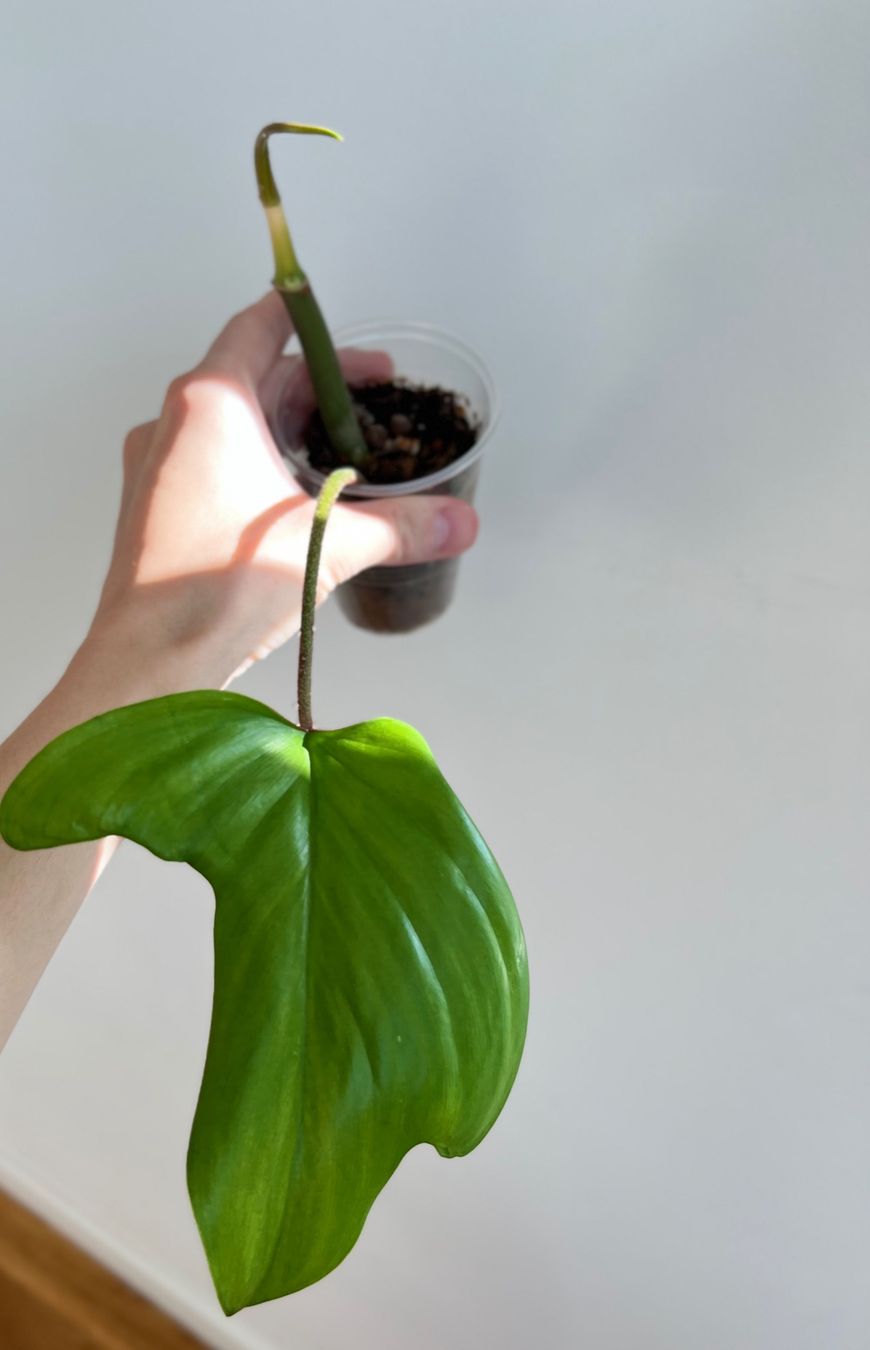 Piante & sementi: Philodendron Florida Ghost💚 – Usato da Glattpark(Opfikon) venduto da ste_n99y 3
