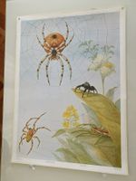 Schulwandbild Nr. 171 Spinnen