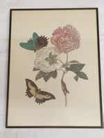 Gravur P. Sluyter Sculp nach Maria Sibylla Merian