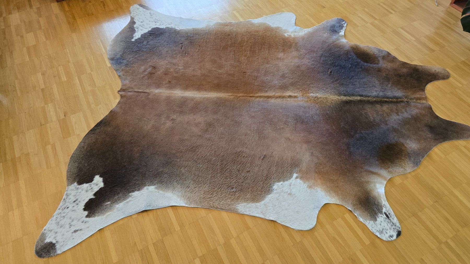 Tappeti: Kuhfell Mahagony reddish – Usato da Uster venduto da proshka74 1