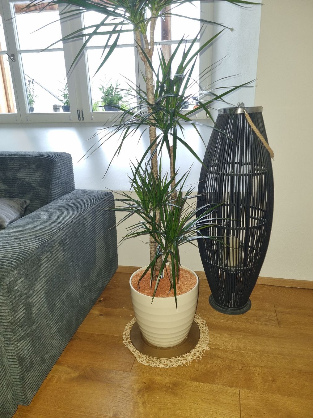 Pflanzen & Samen: Schöner grosser Drachenbaum – Neu (gemäss Beschreibung) aus Wiedlisbach von anbo47 2