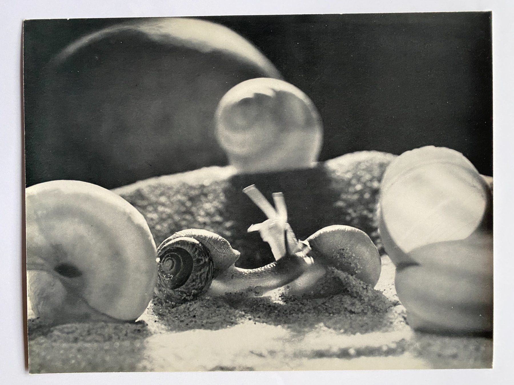 Foto & Immagini: Werner Bischof Fotomappe – Usato da Lichtensteig venduto da pet_5qwk 2