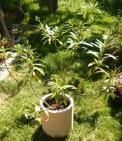 Oleander 120 cm / Pflanze