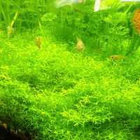 Riccia fluitans (Teichlebermoos) - Aquarium Pflanze