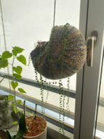Erbsenpflanze ' Senecio Rowleyanus'