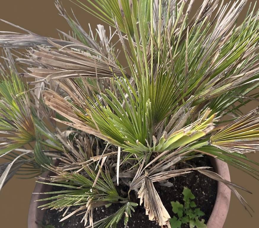 Plantes & graines: Zwergpalme – D'occasion à Luzern par didi_k05 1