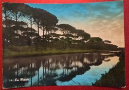 Ravenna Pinienwald Italien