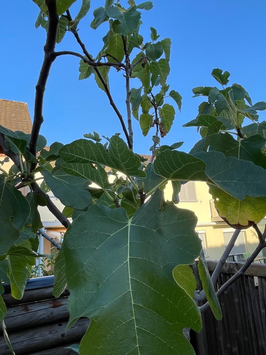 Plantes & graines: Feigenbaum – D'occasion à Reinach BL par Rizzibizzi 1