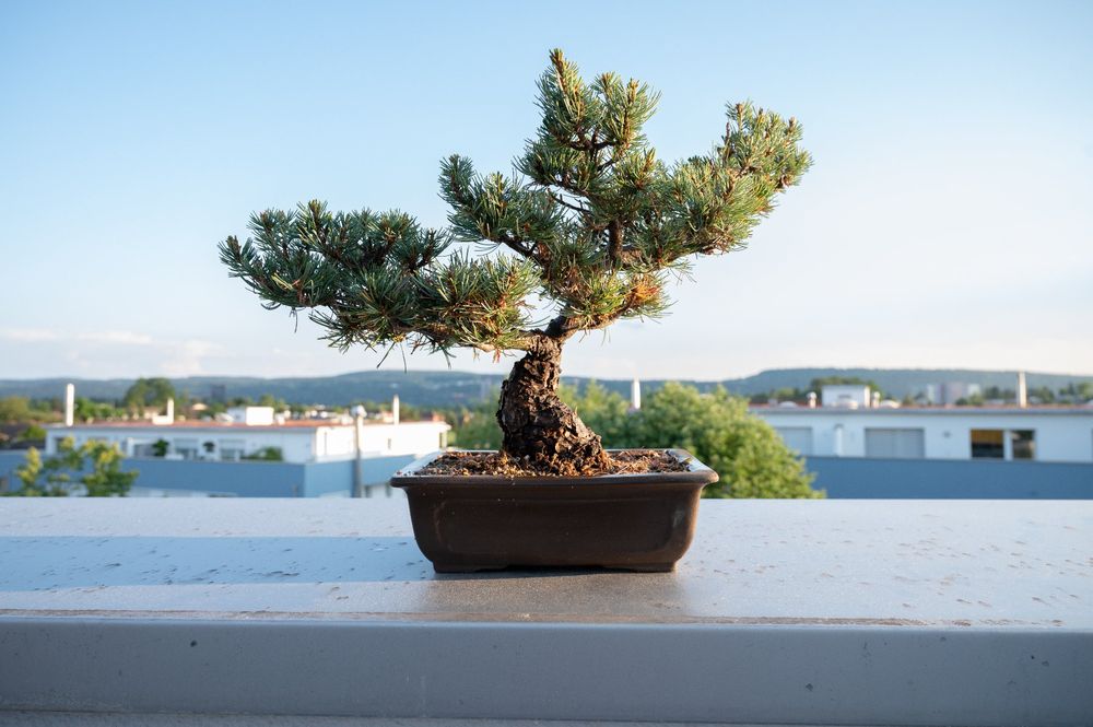 Bonsai, Mädchenkiefer Kaufen auf Ricardo
