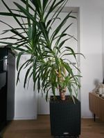 Yucca Palme, Zimmerpflanze mit Lechuzatopf, Höhe 1.90m