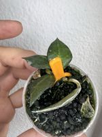 Hoya lacunosa 'Golden Flame‘