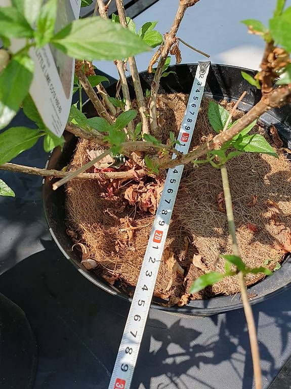 Piante & sementi: 2 zwerghortensien – Usato da Olten venduto da stritten 2
