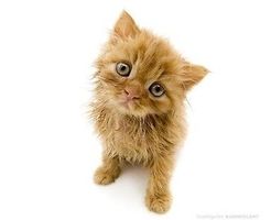Mausmatte - Katze