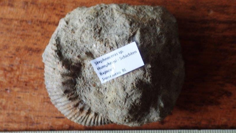 Fossilien: Ammonit Stephanoceras Basel-Landschaft – Gebraucht aus Rickenbach BL von Oktober68 4