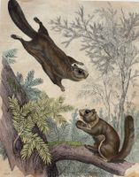 Lithographie um 1850 - Zoologie,Flugeichhorn