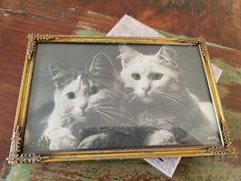 Katzenbild