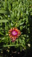 Delosperma cultorum "Fireglow"🔥
