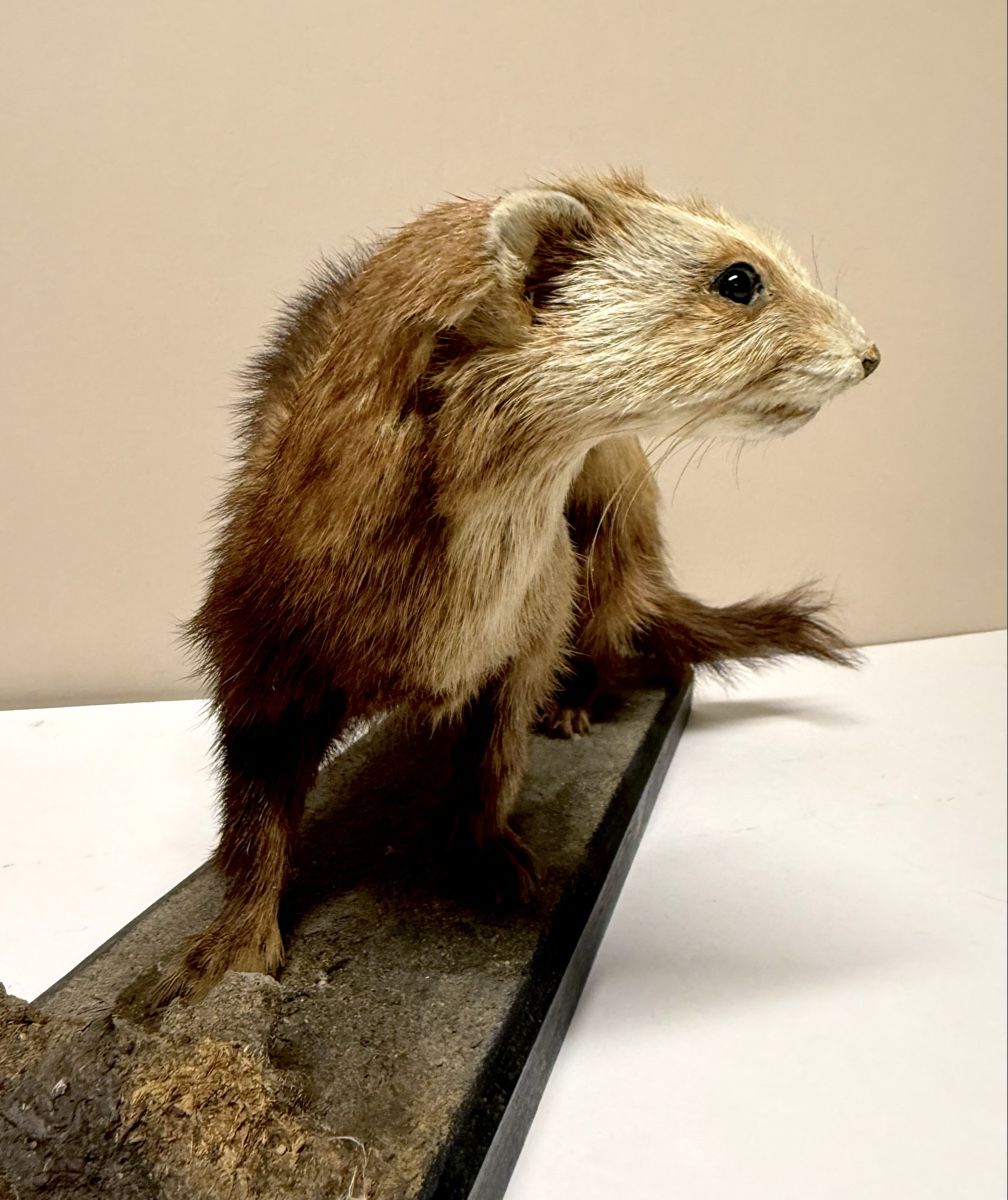 Monde des animaux: Tierpräparat ILTIS – D'occasion à Bern par felberunderground 1