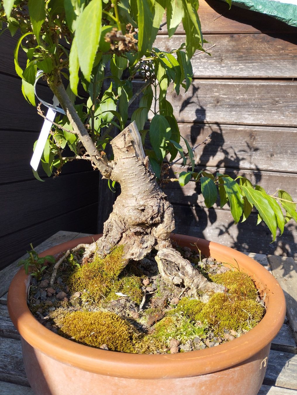 Piante & sementi: Bonsai Rohling Forsythie #2 – Usato da Oberwil BL venduto da suaku 6