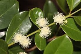 Pflanzen & Samen: Erdbeer Guave - Psidium cattleianum - 20 Samen – Neu und originalverpackt aus Sumiswald von Cham14558 1