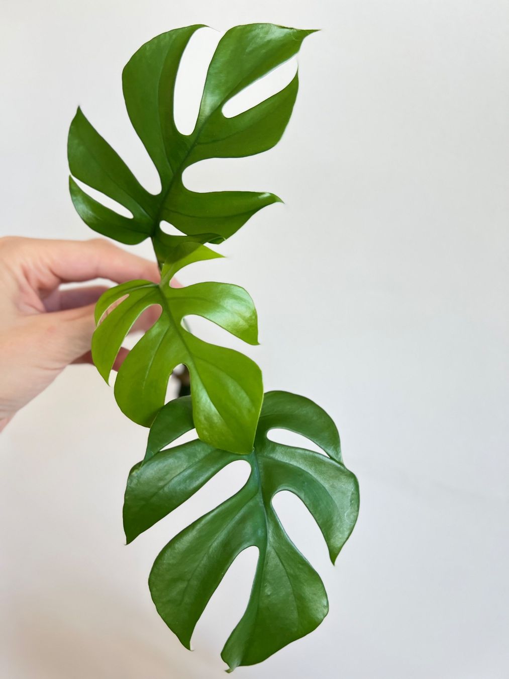 Pflanzen & Samen: Monstera minima Kopfsteckling💚 – Gebraucht aus Glattpark(Opfikon) von ste_n99y 5