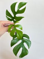 Monstera minima Kopfsteckling💚