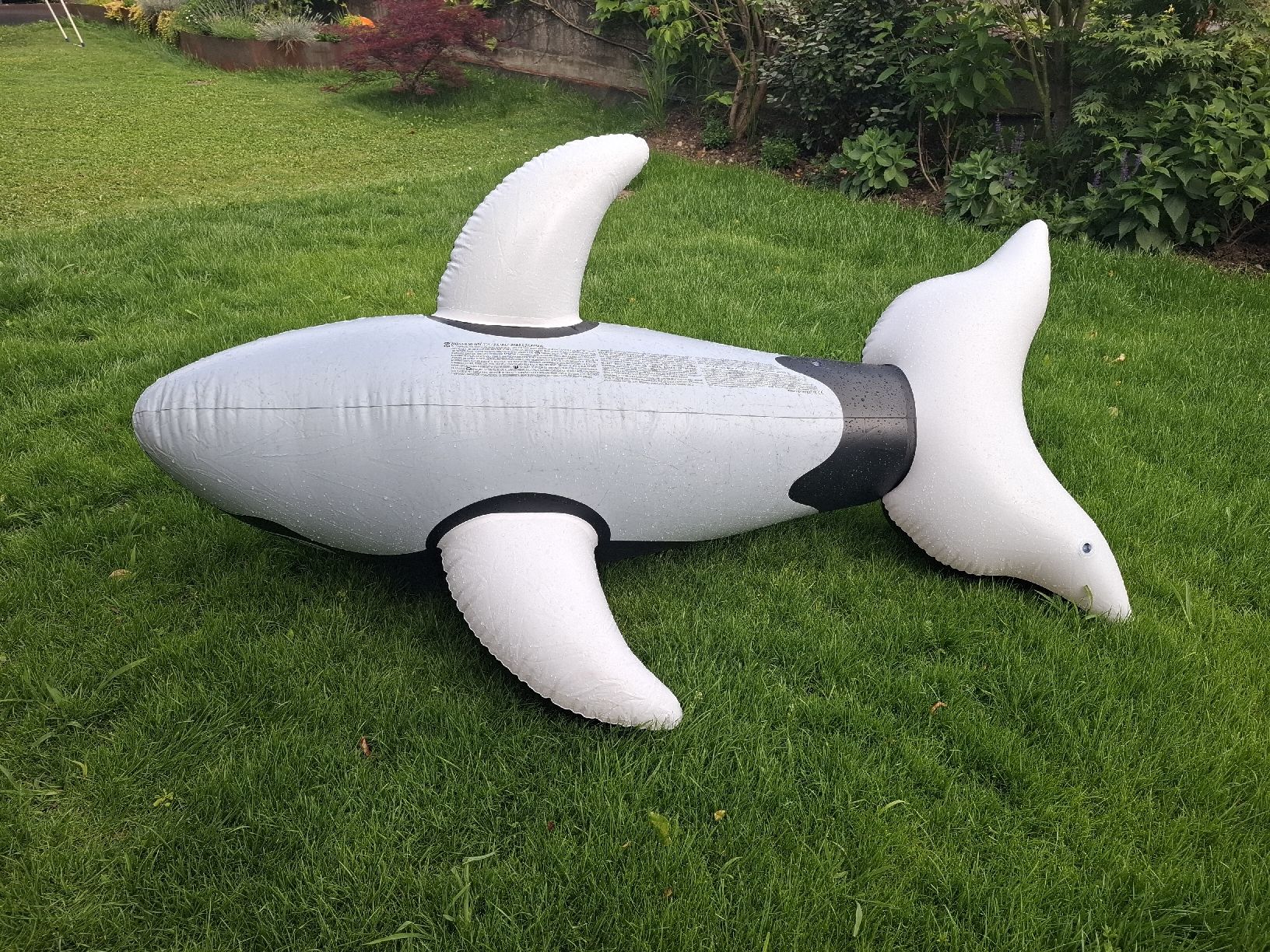 Salvagente: Orca, aufblasbares Schwimmtier, Intex – Usato da Wil SG venduto da cro_27r5 3