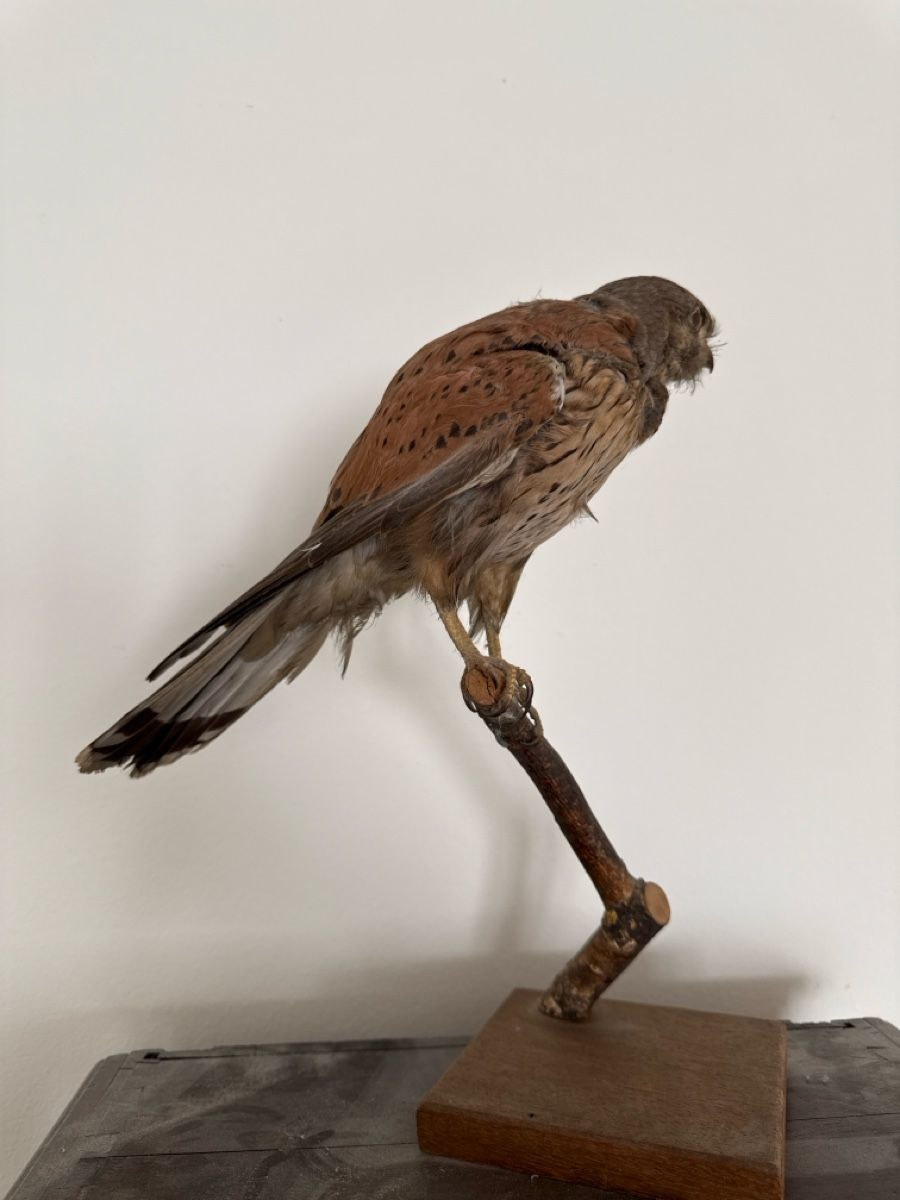 Monde des animaux: Präparat Falke – D'occasion à Basel par Ramses1179 2