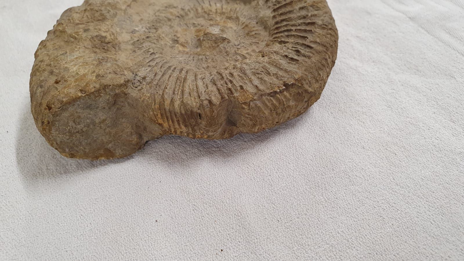 Fossilien: AMONIT – Gebraucht aus Dietikon von brocki-eyra 6