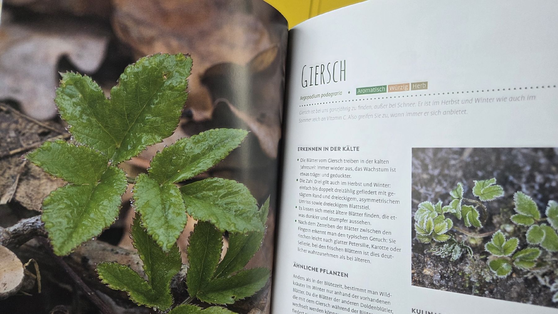 Libri: Wildkräuter im Herbst & Winter – Nuovo e nell'imballaggio originale da Hausen am Albis venduto da pear04 3
