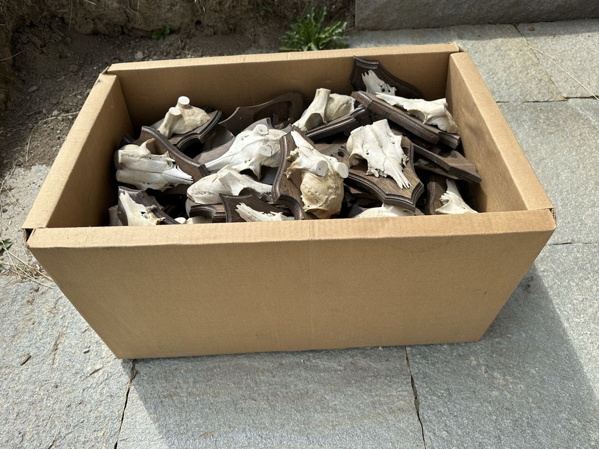 Articoli in legno: Schöne Holzschilder mit Gamsschädeln – Usato da Trimmis venduto da Murin62 1
