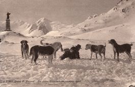 Grand St. Bernhard 1918 Bernhardiener Hunde.